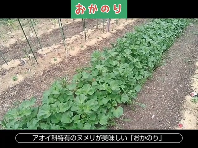 おかのり 丹波やさい大塚農園