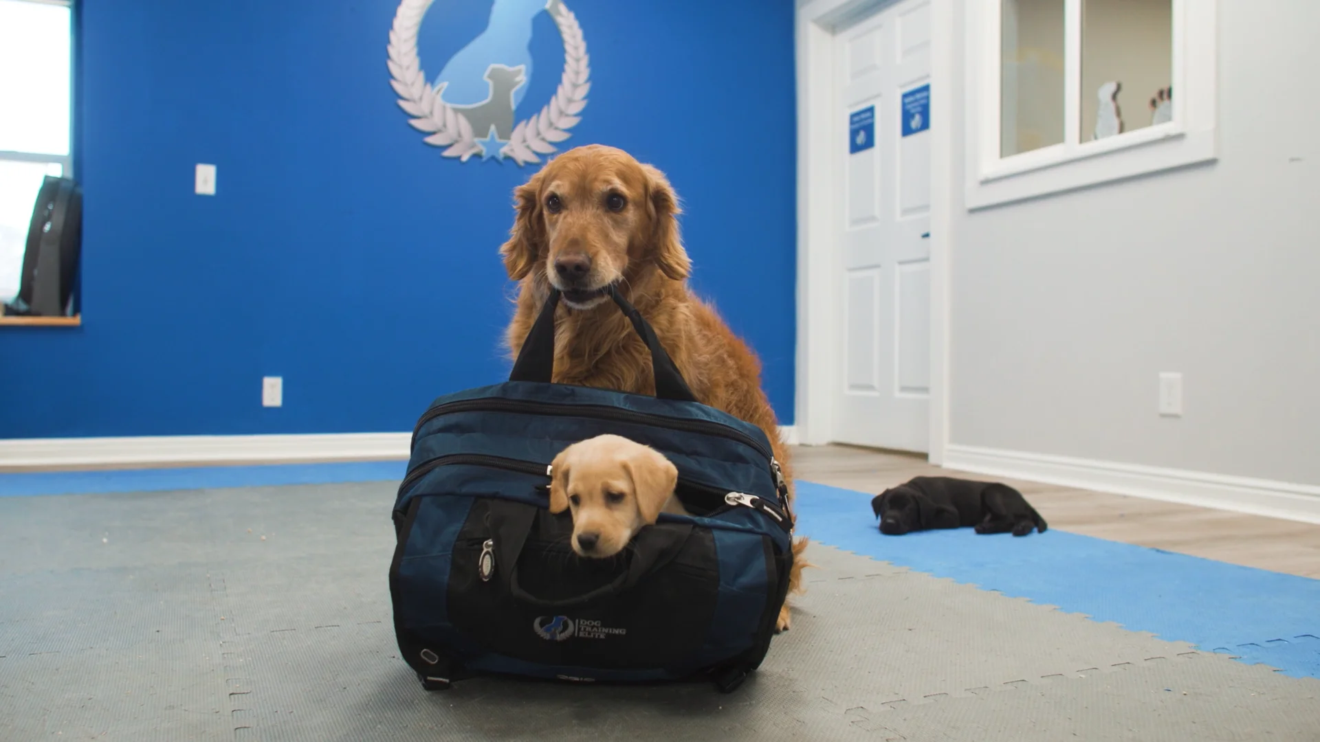 Semiabsentee Franchise Owner Dog Training Elite Elite, Award