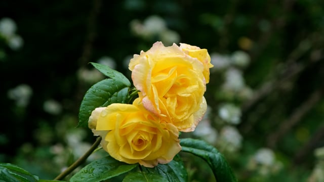 Hoa hồng vàng tượng trưng cho sự rực rỡ và nhiệt thành. Video hoa hồng màu vàng miễn phí sẽ mang lại cho bạn sự tin yêu và tươi mới cho cuộc sống. Hãy thưởng thức video này ngay để trải nghiệm sự đẹp đẽ nhất.