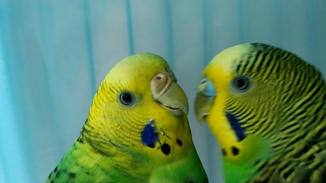 Birds Parakeet Parrots - Free video on Pixabay