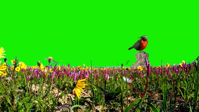 Green Screen, Green Screen Effects Backgrounds, Green Screen Flower ...