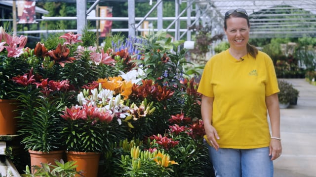 Perennial Lily Spotlight | Grow for Fragrance, Cut Flowers, & Pollinators