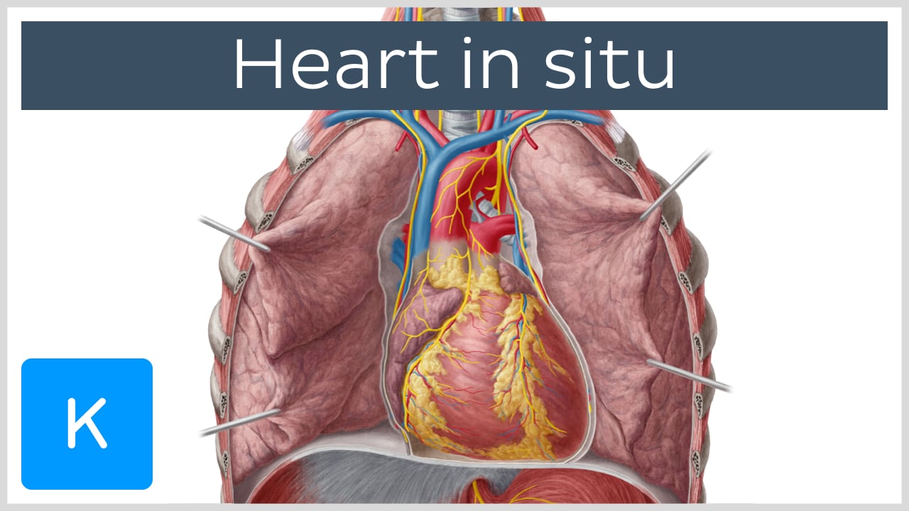 Circulatory System: Structure, Function, Parts, Diseases | Kenhub