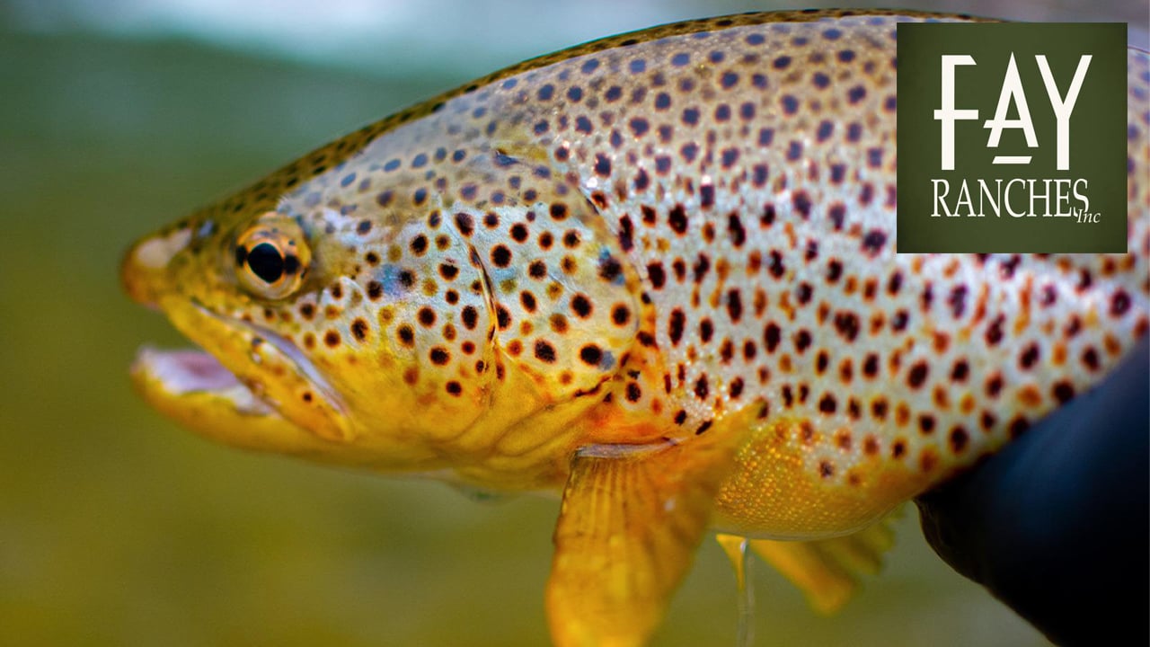 Fly Fishing Properties For Sale 2022 Fay Ranches on Vimeo