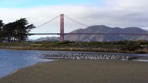 Hike San Francisco Presidio's largest watershed