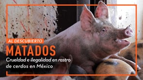 AL DESCUBIERTO: Crueldad e ilegalidad en rastro de cerdos en Hidalgo, México