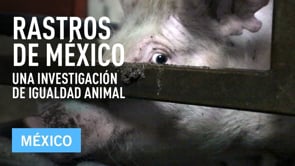 Rastros de México | Una investigación de Igualdad Animal