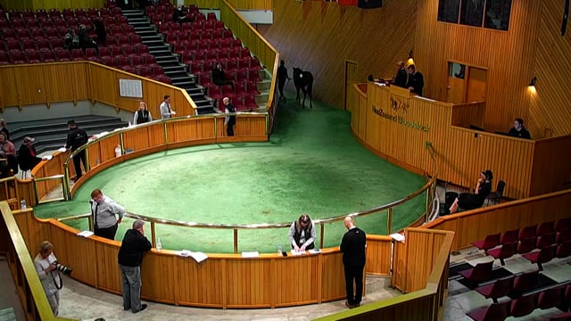 2022 National Weanling Sale - Lot 36 - Lot 42