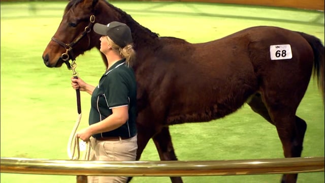 2022 National Weanling Sale - Lot 68 - Lot 74