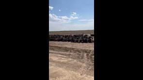 Il caldo estremo uccide migliaia di bovini in Kansas
