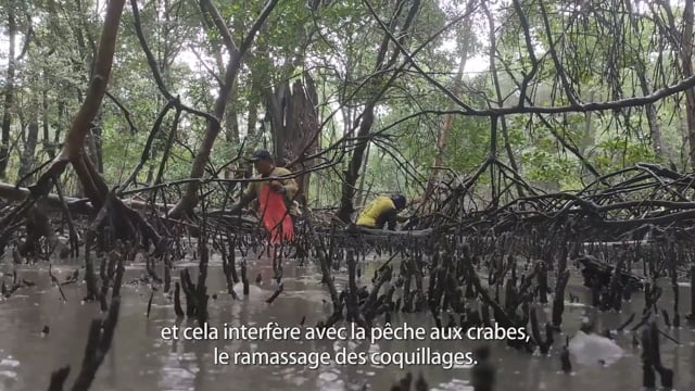 La métamorphose des mangroves - Vidéo ePOP