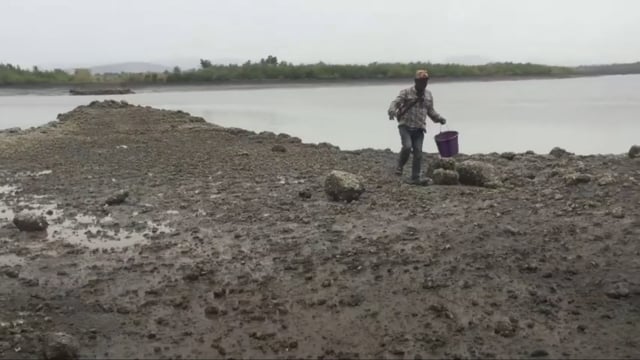 Le cimetière des mangroves - Vidéo ePOP