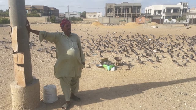 Feeding pigeons