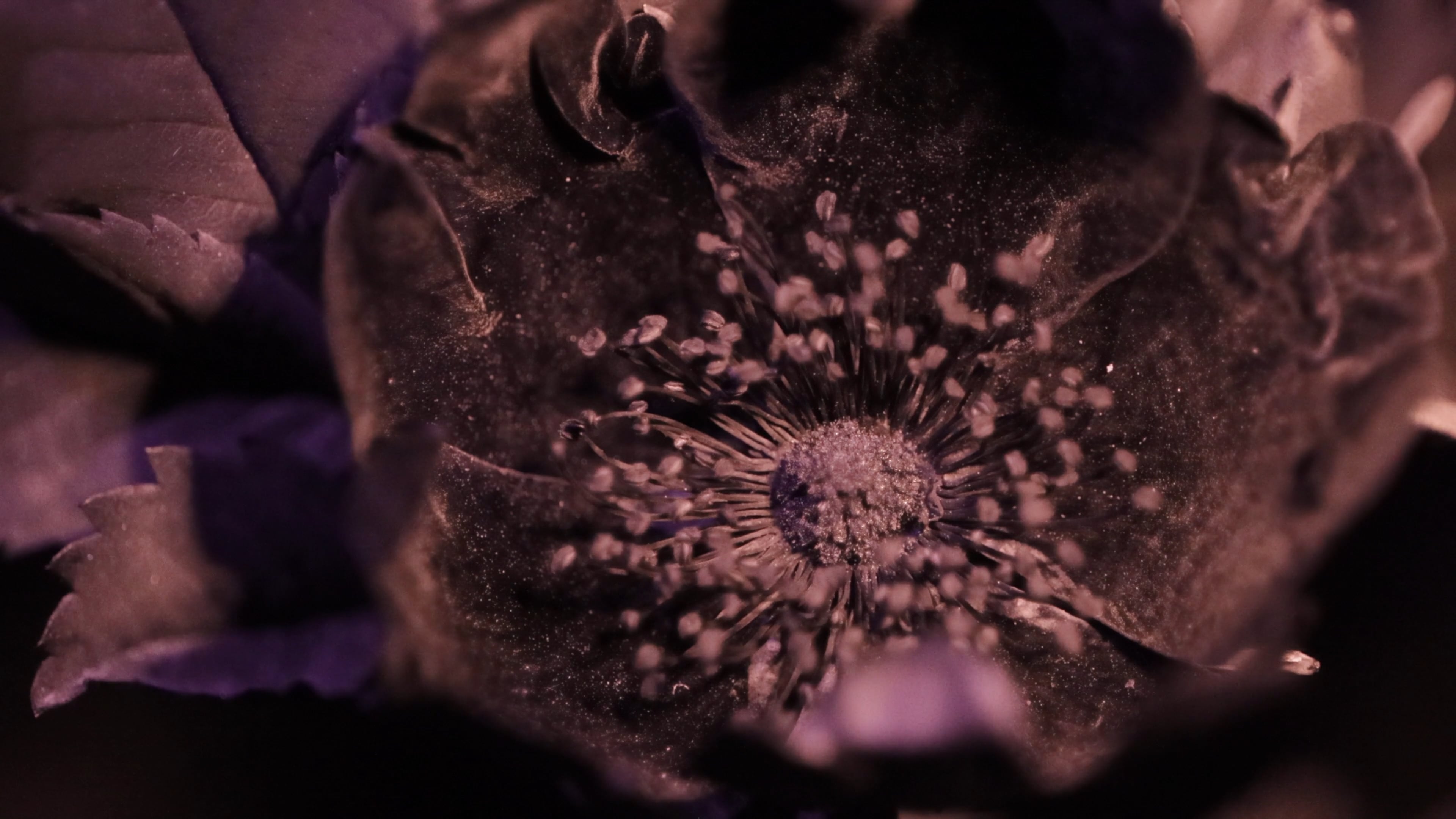 all roses sleep (inviolate light) on Vimeo