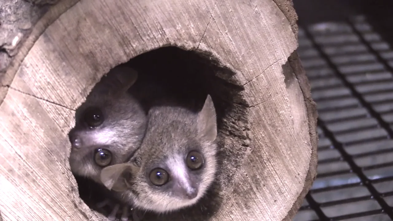 baby mouse lemurs