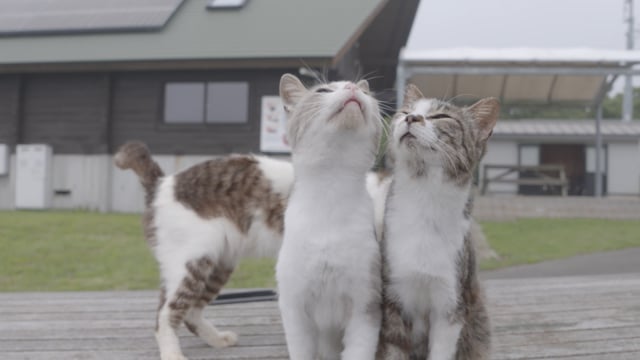  ３兄弟