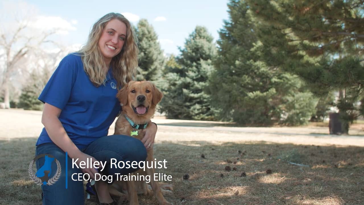 Franchise Overview Dog Training Elite AwardWinning Dog Training