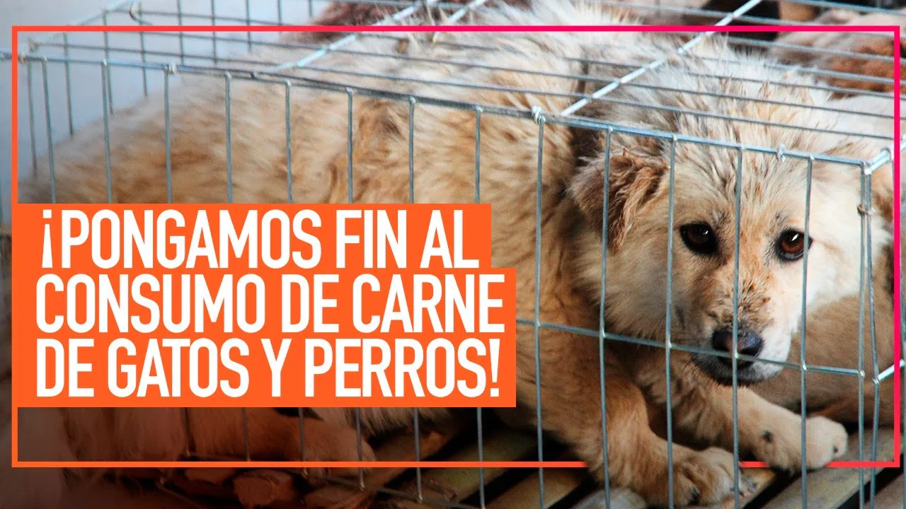 AMIGOS SIN VOZ: EL CRUEL COMERCIO DE CARNE DE PERROS Y GATOS EN CHINA 2020