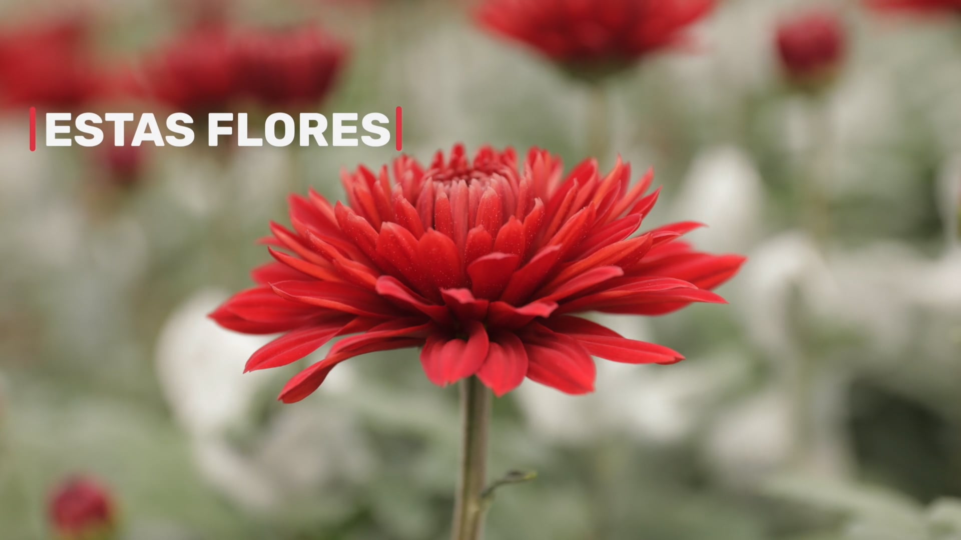 SOSTENIBILIDAD QUE FLORECE