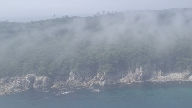 飛んでよ霧の森