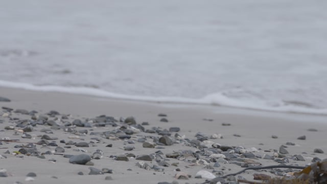 潮騒の香り