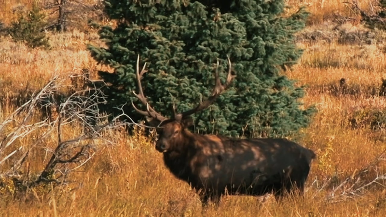 Elk Wyoming