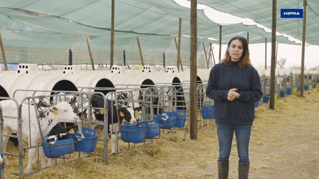 "Hemos conseguido reducir la mortalidad en los primeros días, así como los problemas respitarios de las novillas"