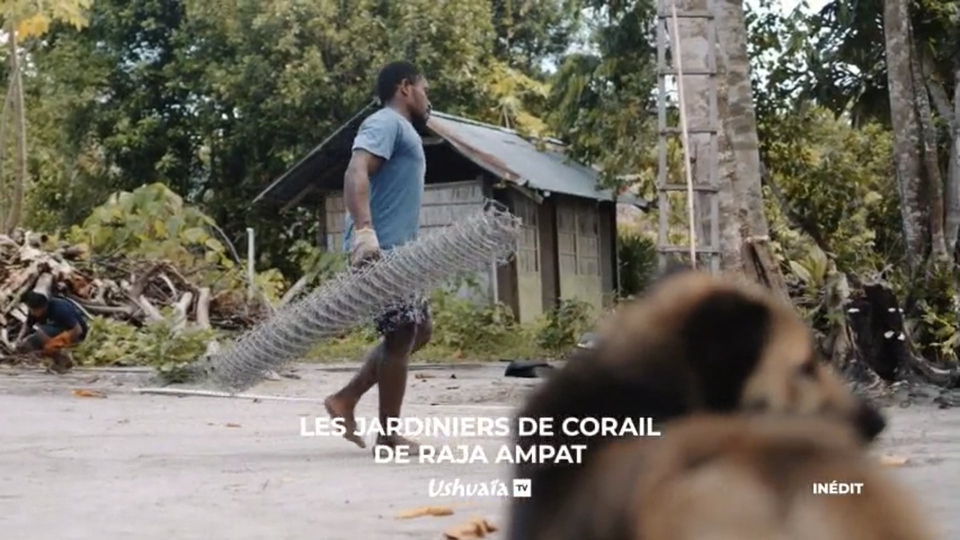 Les Jardiniers de Corail de Raja Ampat - 52' (Trailer) - UshuaiaTV - Directed by Kevin SEMPÉ