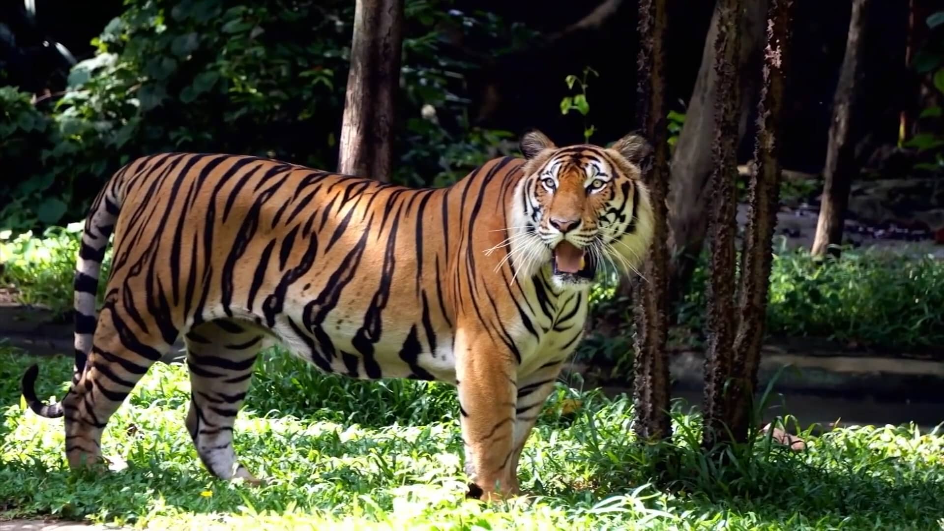 Tiger - Die Größte Raubkatze Der Welt Dokumentation (DeutschHD) on Vimeo