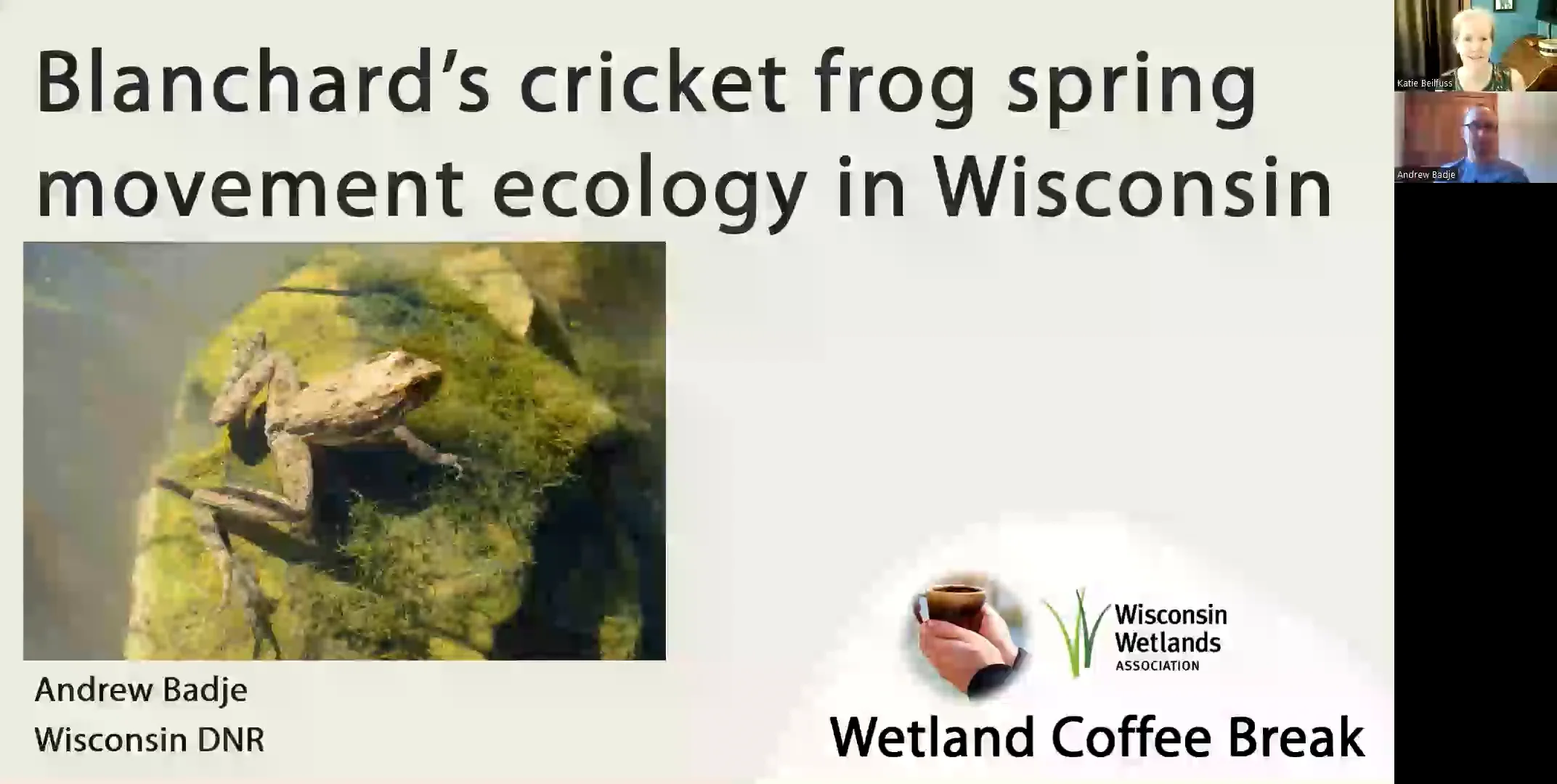 Everything to know about the Blanchard's Cricket Frog