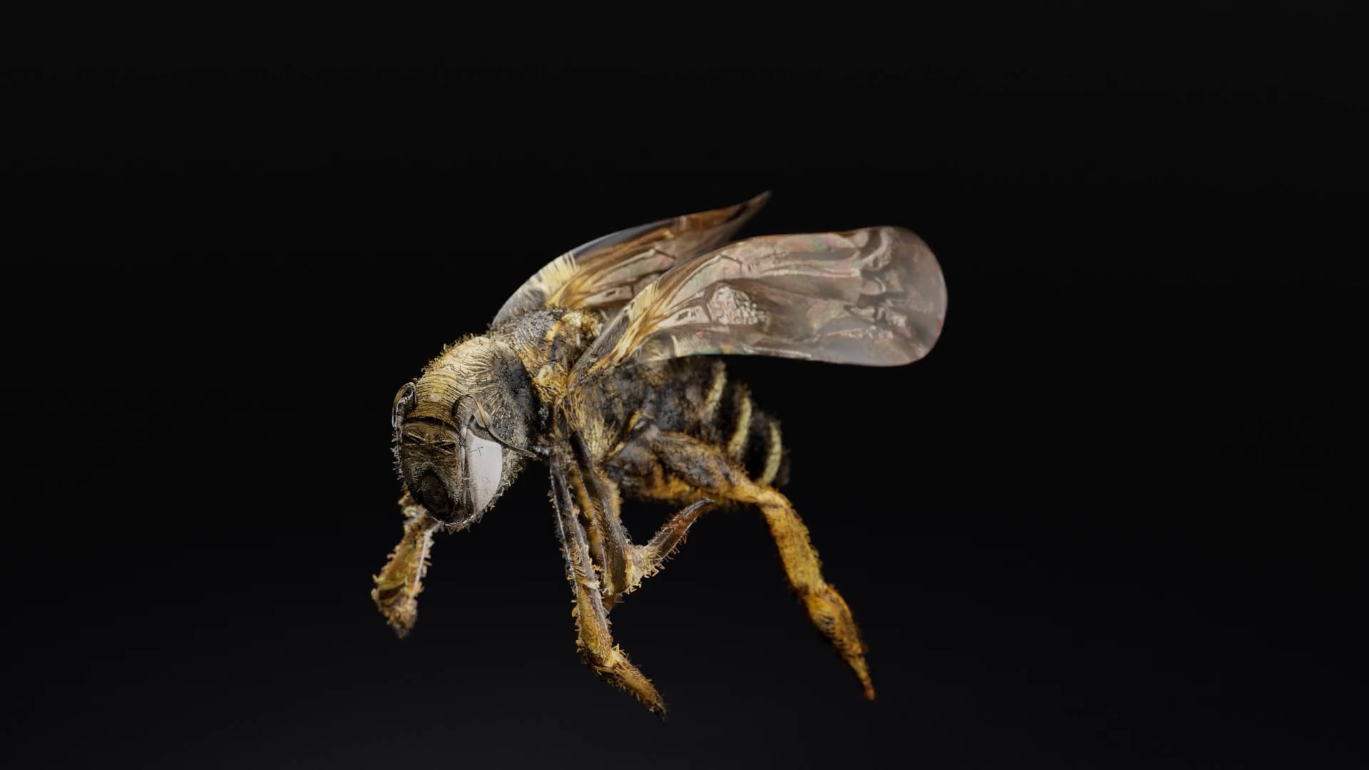 3D Bee Animation on Vimeo