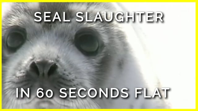 Help End Canada's Commercial Seal Slaughter