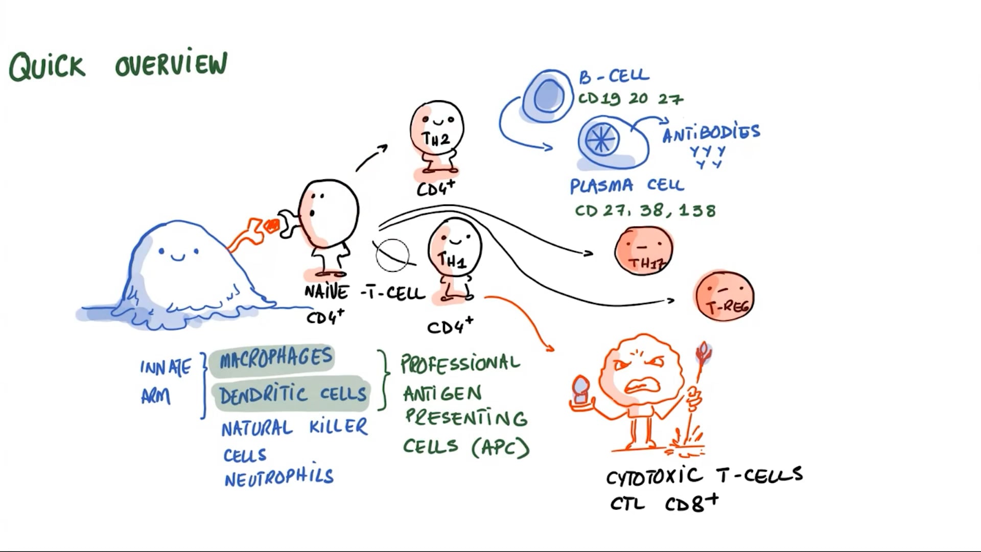 Chronic Inflammation - Immune System Regulation (Lecture 3)