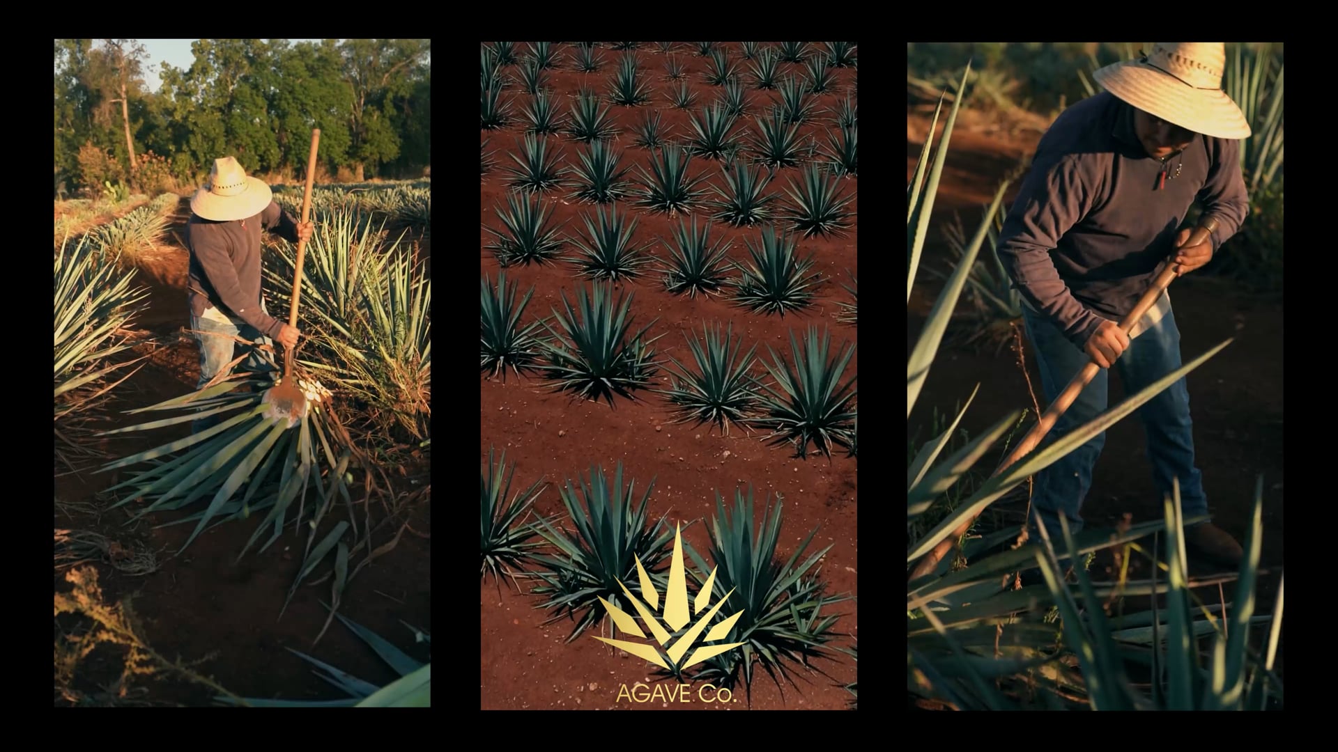 Agave Co.