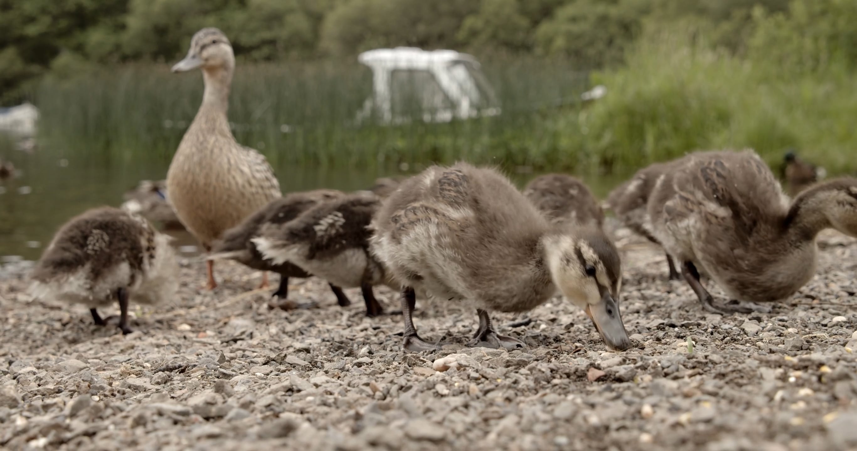 Ducks.mp4 on Vimeo