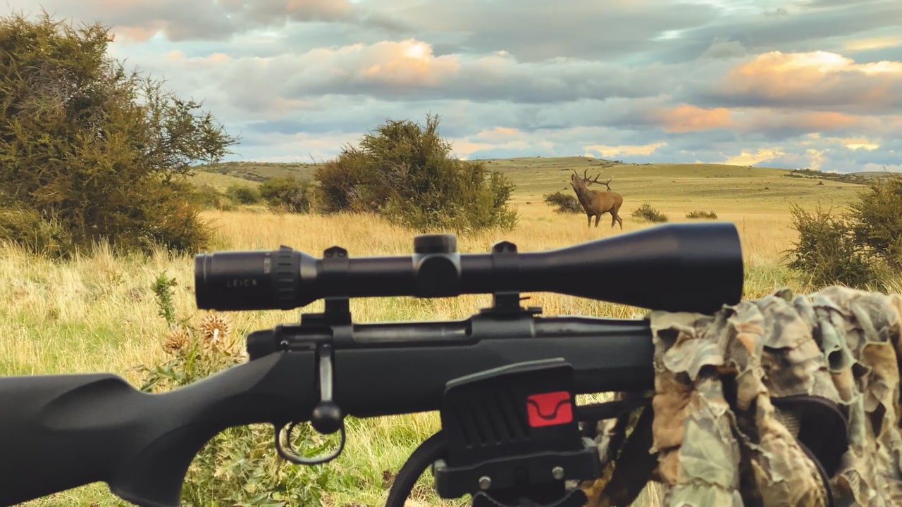 Red Stag Roar