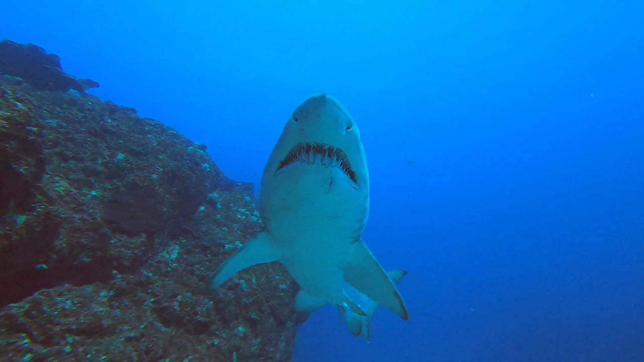 Brisbane Scuba Video Gallery Brisbane Scuba Dive Trips & Scuba