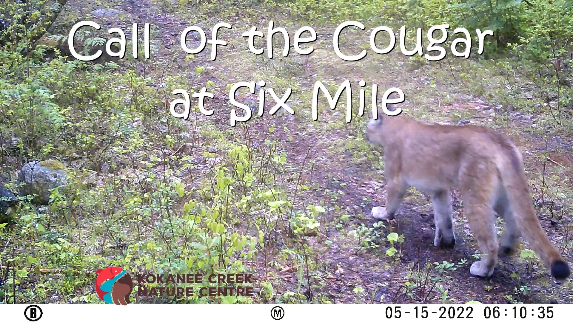 Call of the Cougar at Six Mile