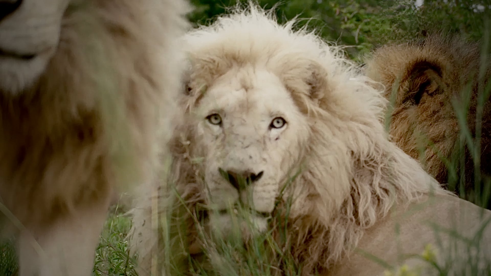 Fixodent 'Saving Aslan' / YouTube film