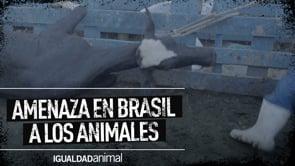 [AMENAZA PARA LOS ANIMALES] NO al Proyecto de Ley de Autocontrol en Brasil