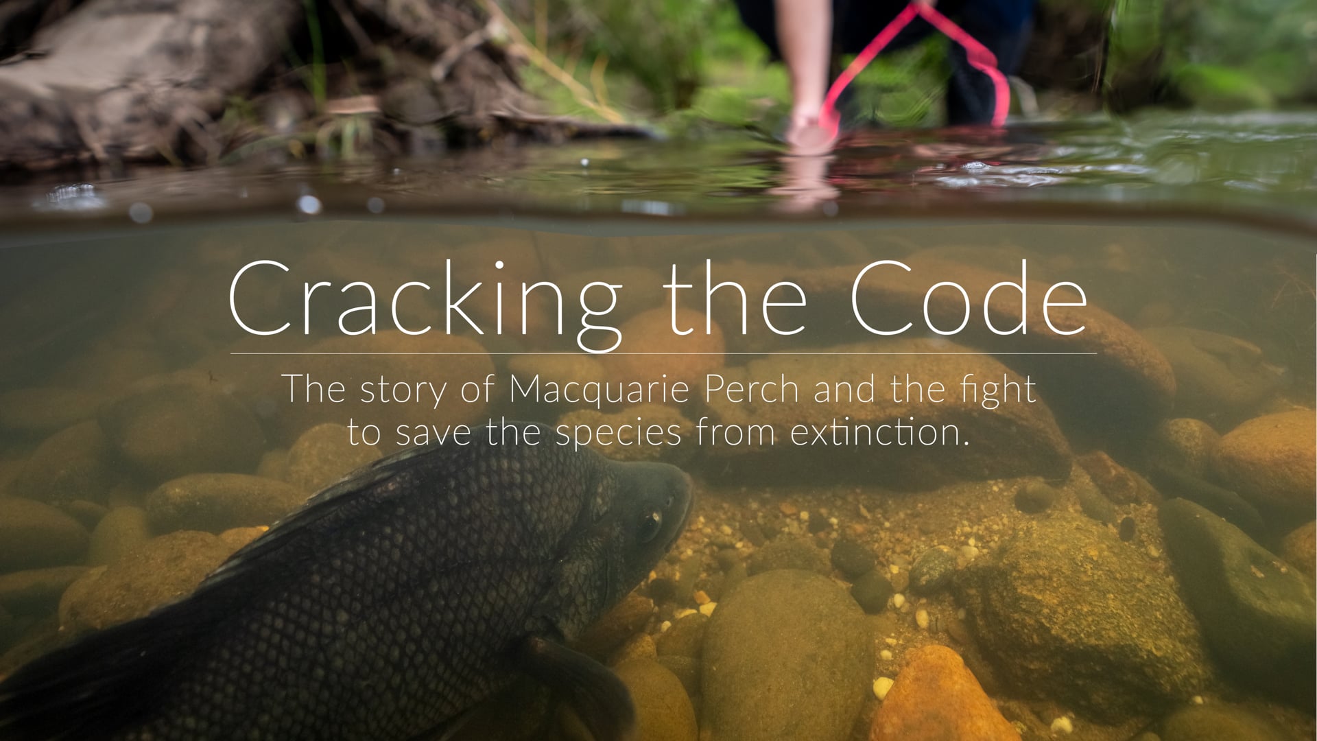 Cracking the Code - The story of Macquarie Perch