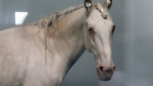 Start-Up bietet Pferden eine Therapie gegen Krebs