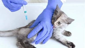 If Vaccinating Cats - Pick the Right Place