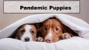 Do you have a Pandemic Puppy?