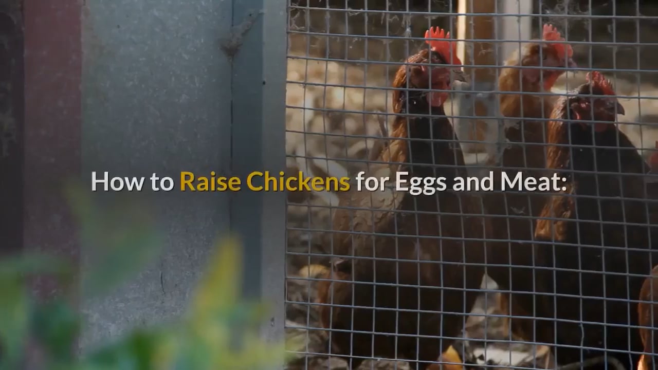 Raise Chickens for Eggs and Meat - Ebook + Audio + Video - HowExpert ...