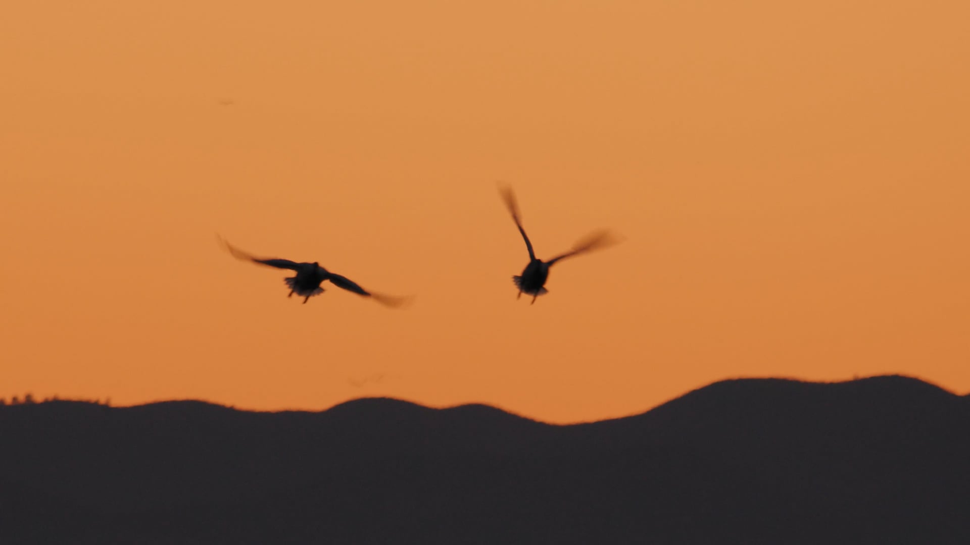 Central Valley Joint Venture - 2022