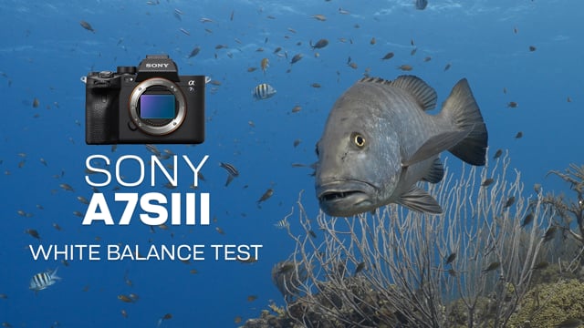 Sony A7S III | Underwater White Balance Test
