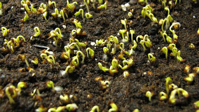 Growing time lapse 2 on Vimeo