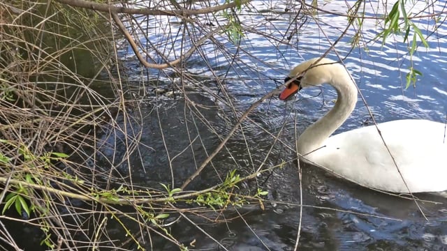 Grande taille standard Blanc Cygne Tuberculé leurre pour dissuader les Pond visiteurs 