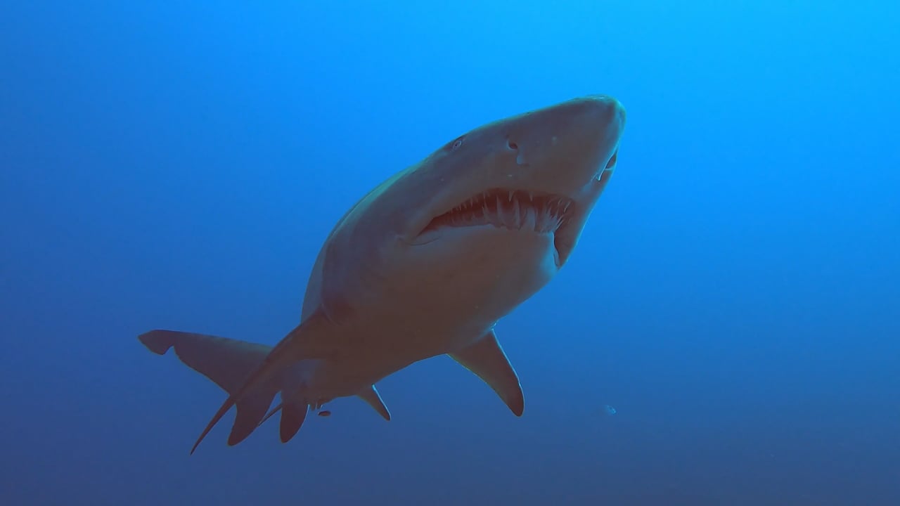 Brisbane Scuba Video Gallery Brisbane Scuba Dive Trips & Scuba